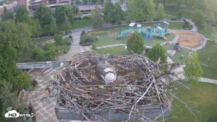 Coeur d'Alene Idaho Osprey Nest Live Cam - May 18, 2026, 5:09am PDT