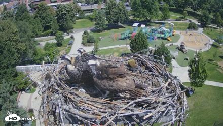 Coeur d'Alene Idaho Osprey Nest Live Cam - Jul 13, 2026, 11:19am PDT
