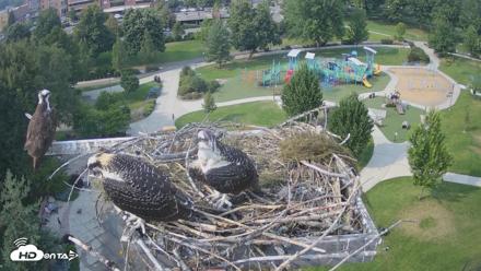 Coeur d'Alene Idaho Osprey Nest Live Cam - Jul 21, 2026, 4:34pm PDT