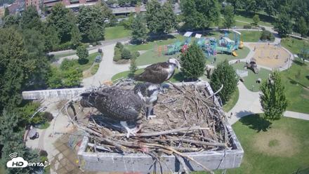 Coeur d'Alene Idaho Osprey Nest Live Cam - Jul 27, 2026, 12:16pm PDT
