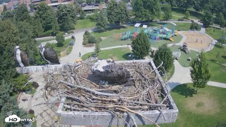 Coeur d'Alene Idaho Osprey Nest Live Cam - Jul 29, 2026, 11:32am PDT