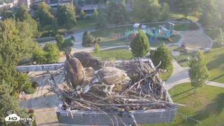 Coeur d'Alene Idaho Osprey Nest Live Cam - Jul 26, 2026, 6:42am PDT