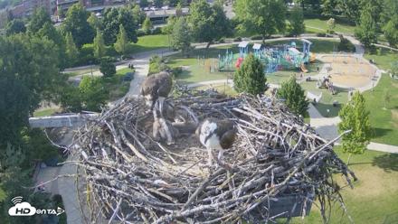 Coeur d'Alene Idaho Osprey Nest Live Cam - Jun 20, 2026, 6:11pm PDT