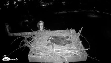 Coeur d'Alene Idaho Osprey Nest Live Cam - Jul 26, 2026, 2:49am PDT