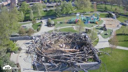 Coeur d'Alene Idaho Osprey Nest Live Cam - May 1, 2026, 8:22am PDT