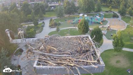 Coeur d'Alene Idaho Osprey Nest Live Cam - Jul 29, 2026, 7:27pm PDT