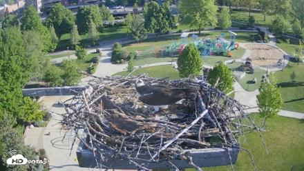 Coeur d'Alene Idaho Osprey Nest Live Cam - May 12, 2026, 7:42am PDT