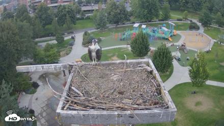 Coeur d'Alene Idaho Osprey Nest Live Cam - Aug 15, 2026, 6:52pm PDT