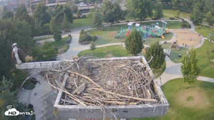Coeur d'Alene Idaho Osprey Nest Live Cam - Aug 3, 2026, 5:55pm PDT