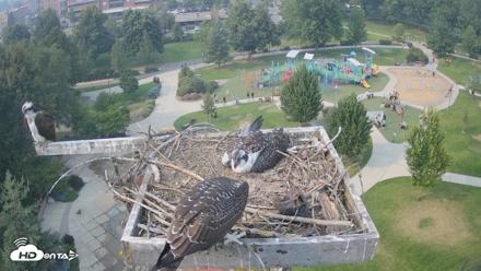 Coeur d'Alene Idaho Osprey Nest Live Cam - Aug 2, 2026, 4:44pm PDT