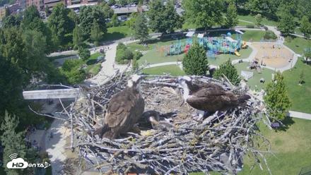 Coeur d'Alene Idaho Osprey Nest Live Cam - Jun 13, 2026, 3:08pm PDT