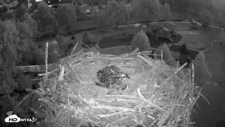 Coeur d'Alene Idaho Osprey Nest Live Cam - Jul 3, 2026, 4:24am PDT
