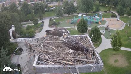 Coeur d'Alene Idaho Osprey Nest Live Cam - Jul 31, 2026, 8:38pm PDT