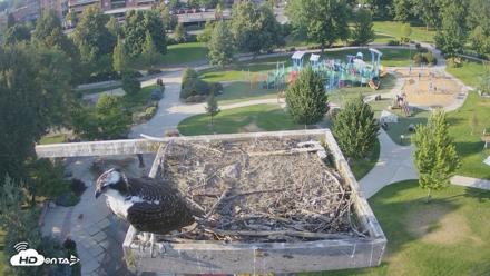 Coeur d'Alene Idaho Osprey Nest Live Cam - Aug 23, 2026, 5:53pm PDT