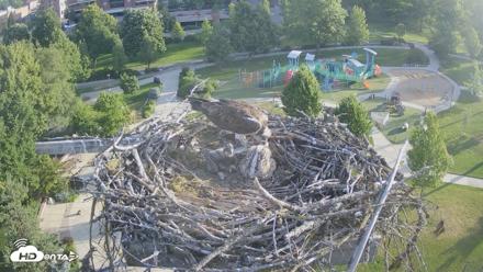 Coeur d'Alene Idaho Osprey Nest Live Cam - Jun 20, 2026, 6:35am PDT