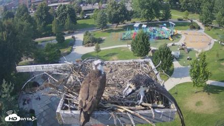 Coeur d'Alene Idaho Osprey Nest Live Cam - Jul 28, 2026, 5:10pm PDT