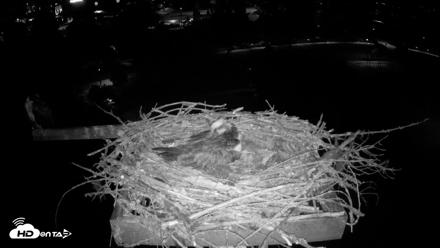 Coeur d'Alene Idaho Osprey Nest Live Cam - May 28, 2026, 3:12am PDT