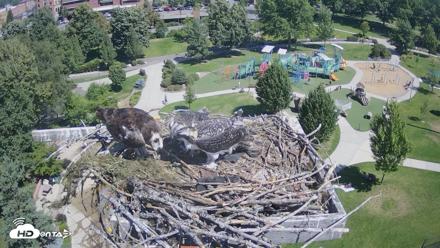 Coeur d'Alene Idaho Osprey Nest Live Cam - Jul 19, 2026, 11:04am PDT