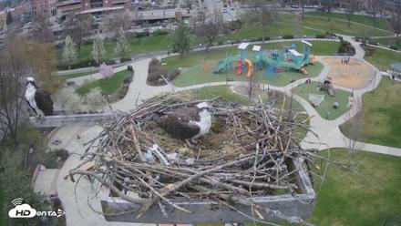 Coeur d'Alene Idaho Osprey Nest Live Cam - Apr 14, 2026, 3:13pm PDT