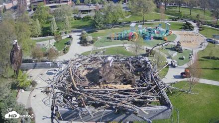 Coeur d'Alene Idaho Osprey Nest Live Cam - Apr 30, 2026, 8:50am PDT