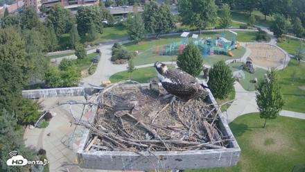 Coeur d'Alene Idaho Osprey Nest Live Cam - Aug 10, 2026, 9:14am PDT