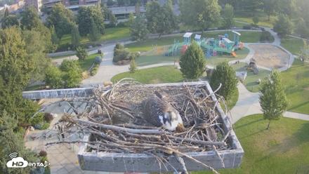 Coeur d'Alene Idaho Osprey Nest Live Cam - Jul 30, 2026, 6:57am PDT