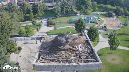 Coeur d'Alene Idaho Osprey Nest Live Cam - Aug 17, 2026, 8:27am PDT