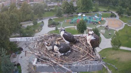 Coeur d'Alene Idaho Osprey Nest Live Cam - Jul 22, 2025, 8:26pm PDT