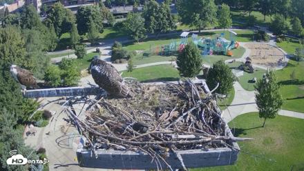 Coeur d'Alene Idaho Osprey Nest Live Cam - Jul 26, 2026, 8:20am PDT
