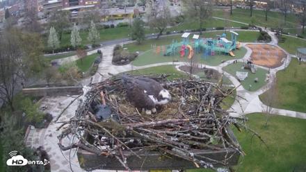 Coeur d'Alene Idaho Osprey Nest Live Cam - Apr 22, 2026, 7:44pm PDT