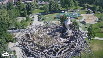 Coeur d'Alene Idaho Osprey Nest Live Cam - Jun 25, 2026, 9:26am PDT
