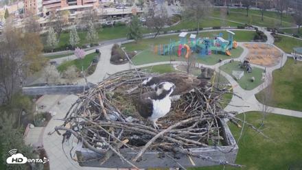 Coeur d'Alene Idaho Osprey Nest Live Cam - Apr 16, 2026, 10:05am PDT