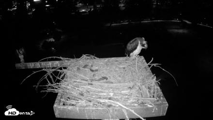 Coeur d'Alene Idaho Osprey Nest Live Cam - Jul 28, 2026, 4:30am PDT