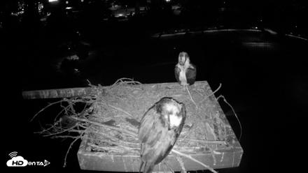 Coeur d'Alene Idaho Osprey Nest Live Cam - Jul 29, 2026, 4:26am PDT