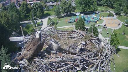 Coeur d'Alene Idaho Osprey Nest Live Cam - Jul 1, 2026, 3:03pm PDT