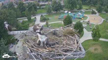 Coeur d'Alene Idaho Osprey Nest Live Cam - Jul 21, 2026, 5:37pm PDT