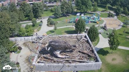 Coeur d'Alene Idaho Osprey Nest Live Cam - Aug 11, 2026, 10:37am PDT