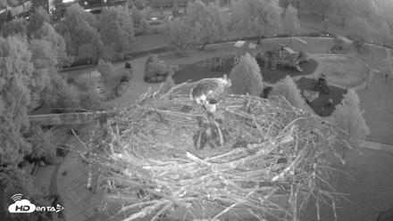 Coeur d'Alene Idaho Osprey Nest Live Cam - Jun 13, 2026, 4:21am PDT