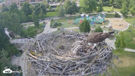 Coeur d'Alene Idaho Osprey Nest Live Cam - Jun 21, 2026, 6:11pm PDT