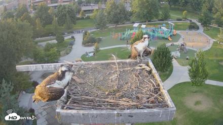 Coeur d'Alene Idaho Osprey Nest Live Cam - Aug 17, 2026, 7:09pm PDT