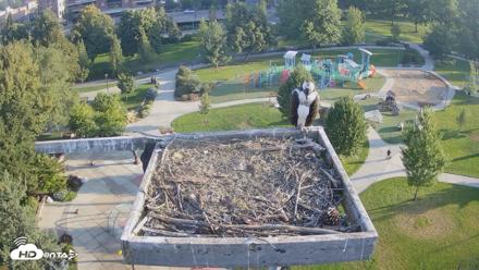 Coeur d'Alene Idaho Osprey Nest Live Cam - Aug 20, 2026, 7:19am PDT
