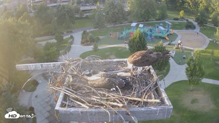 Coeur d'Alene Idaho Osprey Nest Live Cam - Aug 1, 2026, 7:37pm PDT