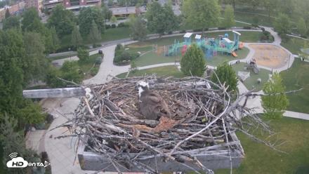 Coeur d'Alene Idaho Osprey Nest Live Cam - May 15, 2026, 5:08am PDT