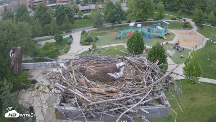 Coeur d'Alene Idaho Osprey Nest Live Cam - May 31, 2026, 7:45pm PDT