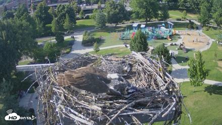 Coeur d'Alene Idaho Osprey Nest Live Cam - Jul 14, 2026, 5:49pm PDT