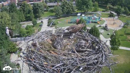 Coeur d'Alene Idaho Osprey Nest Live Cam - Jun 27, 2026, 9:26am PDT