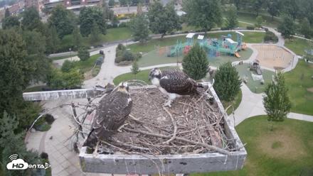 Coeur d'Alene Idaho Osprey Nest Live Cam - Aug 6, 2026, 5:20am PDT