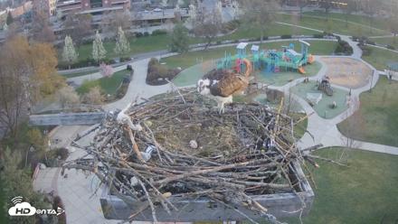 Coeur d'Alene Idaho Osprey Nest Live Cam - Apr 19, 2026, 6:02am PDT