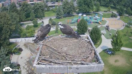 Coeur d'Alene Idaho Osprey Nest Live Cam - Aug 12, 2026, 12:27pm PDT