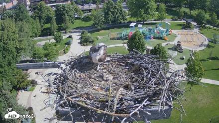 Coeur d'Alene Idaho Osprey Nest Live Cam - Jun 8, 2026, 8:45am PDT